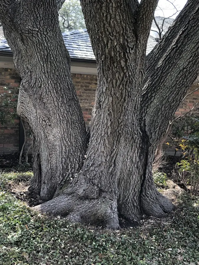 Mature heritage tree close to a Rockland property cared for by certified arborists
