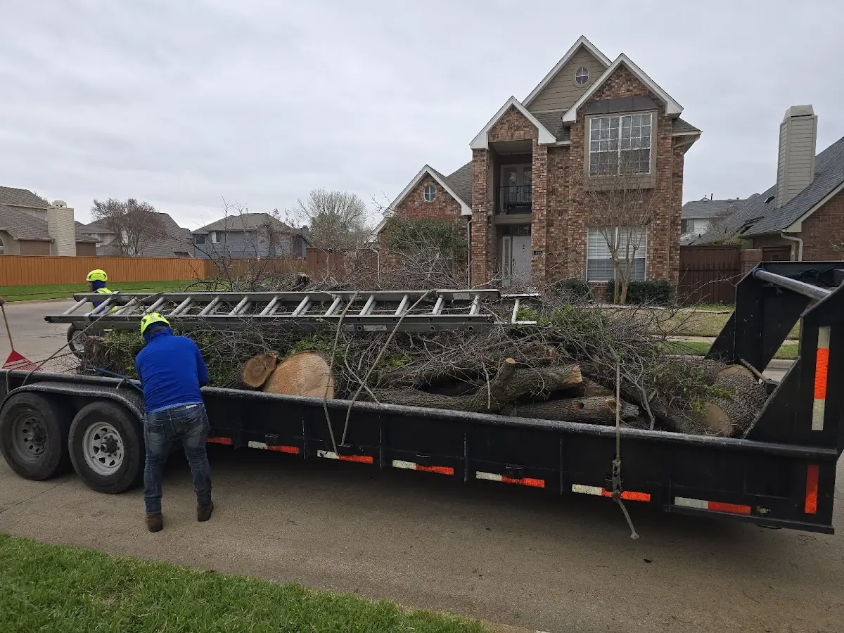 Expert Tree Removal with proper safety equipment in Rockland